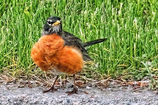 Robin On The Curb_DSCF02836.jpg - American Robin (Turdus migratorius) photographed at Smiths Falls, Ontario, Canada.